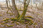 Forest and trees in very early spring - Denmark