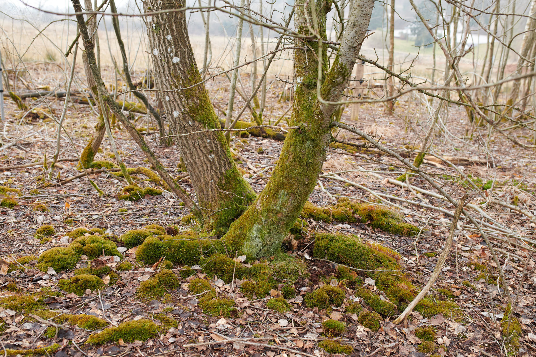 Buy stock photo Dry trees with moss in a forest or park in autumn in the early morning. Beautiful and peaceful arid environment with dead wood or nature without leaves outdoors on a winter day