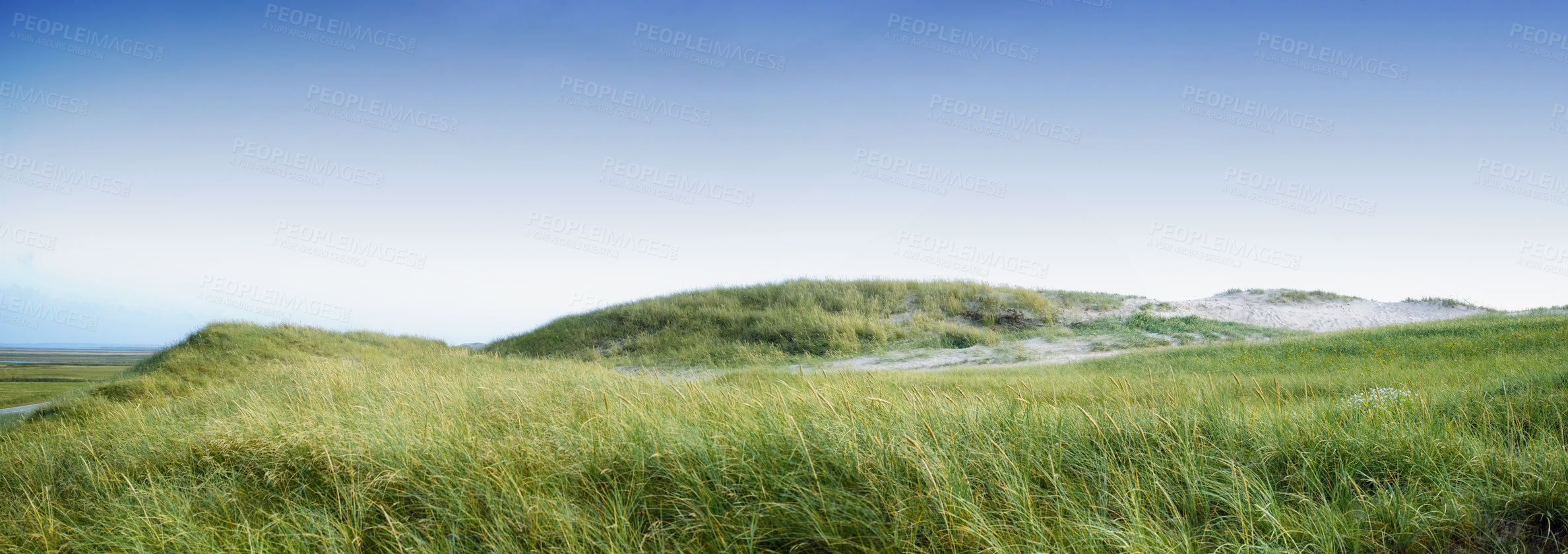 Buy stock photo Copyspace with green grass growing on an empty beach or dune against a blue sky background. Scenic seaside to explore for travel and tourism. Sandy landscape on coast of Jutland in Loekken Denmark