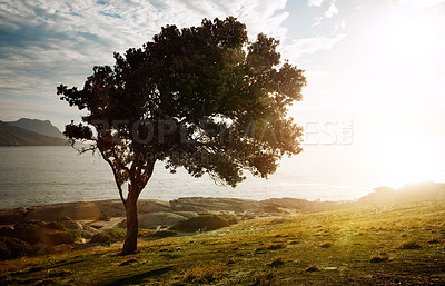 Buy stock photo Shot of a tree on an embankment along the beach at sunset