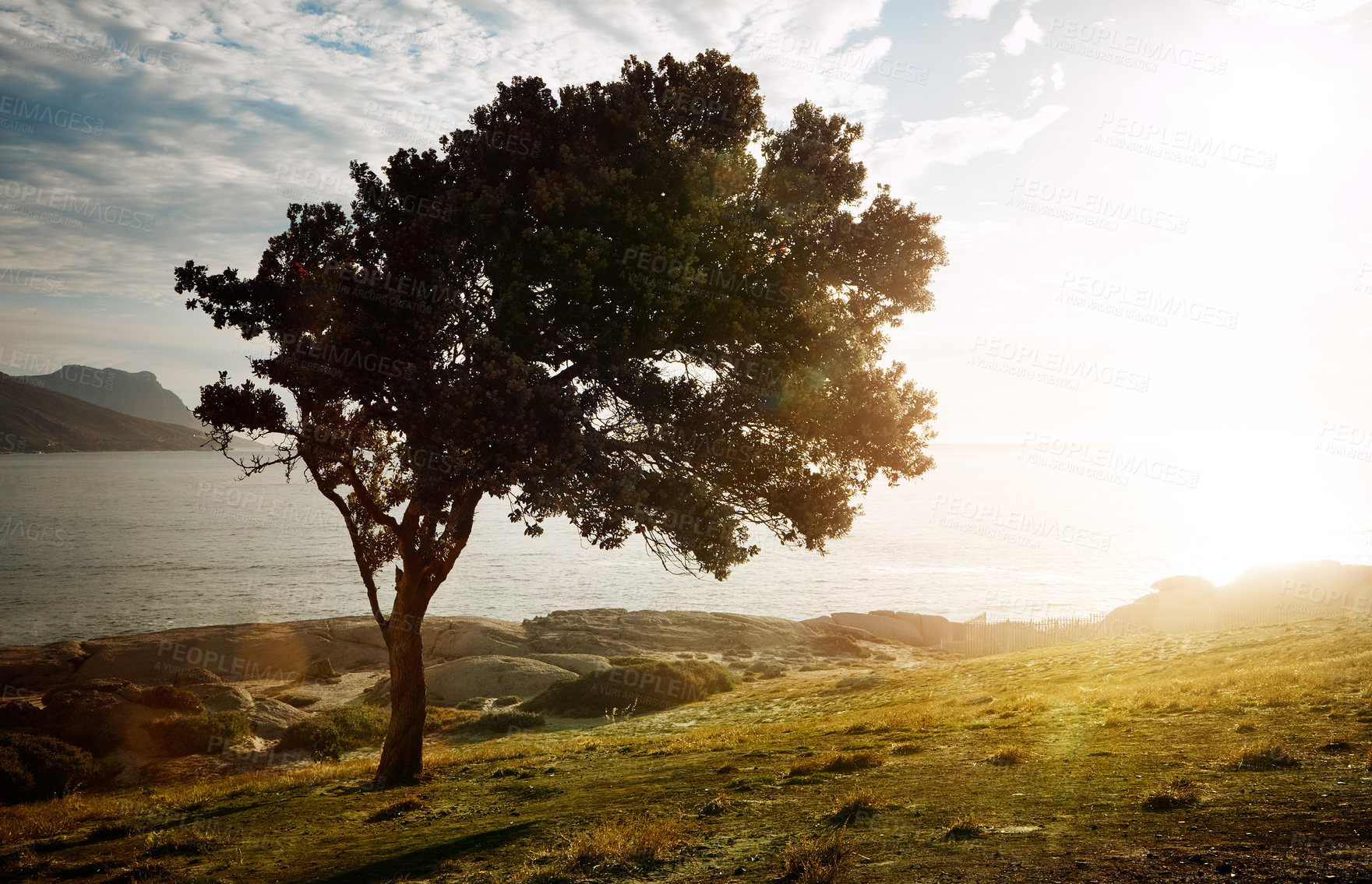 Buy stock photo Shot of a tree on an embankment along the beach at sunset