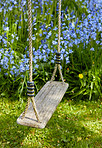 Bluebells in our informal garden