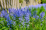 Bluebells in our informal garden