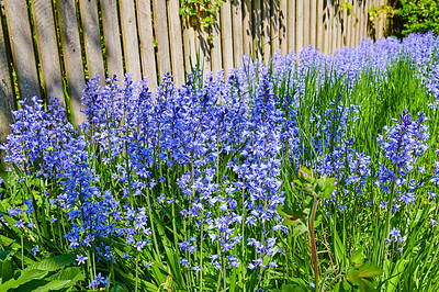 Buy stock photo Closeup of blue kent bell flowers growing and flowering on green stems in private and secluded home garden. Textured detail of common bluebell or campanula plants blossoming and blooming in backyard