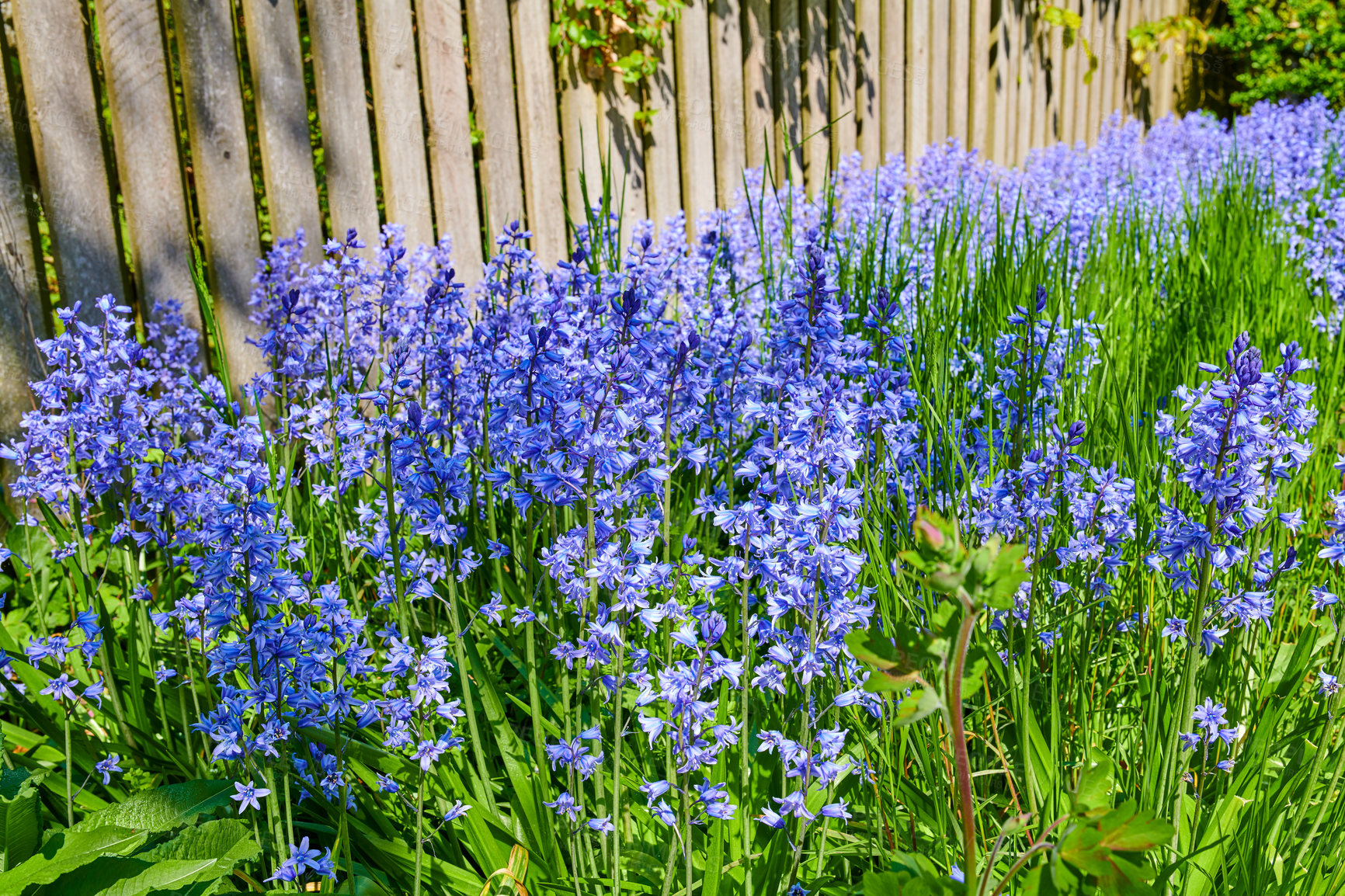 Buy stock photo Closeup of blue kent bell flowers growing and flowering on green stems in private and secluded home garden. Textured detail of common bluebell or campanula plants blossoming and blooming in backyard