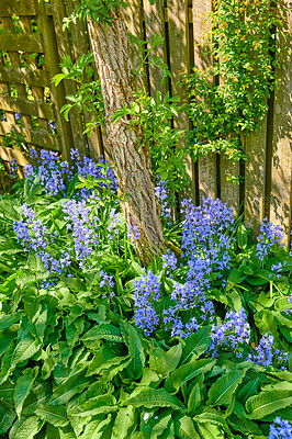 Buy stock photo Bluebells flowers growing in a backyard garden between lush green leaves. Wild blue flowering plants thriving outdoors along a fence and used for beautiful gardening decoration or outside landscaping