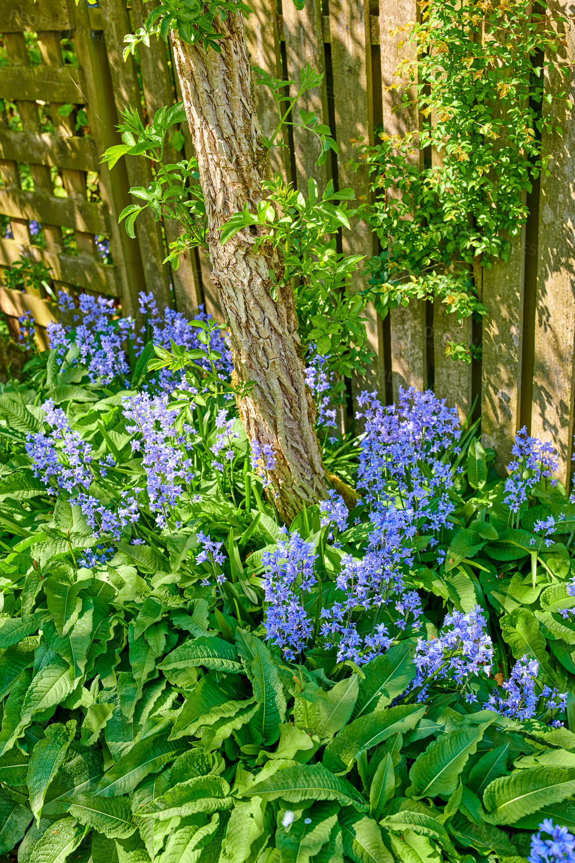 Buy stock photo Bluebells flowers growing in a backyard garden between lush green leaves. Wild blue flowering plants thriving outdoors along a fence and used for beautiful gardening decoration or outside landscaping