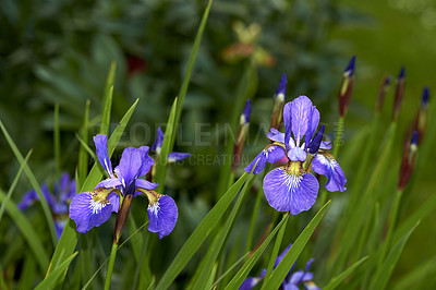 Buy stock photo Closeup of blue iris sibirica growing on green stems or stalks against bokeh background in home garden. Two vibrant herbaceous perennials flowers blossoming and blooming in backyard or remote meadow