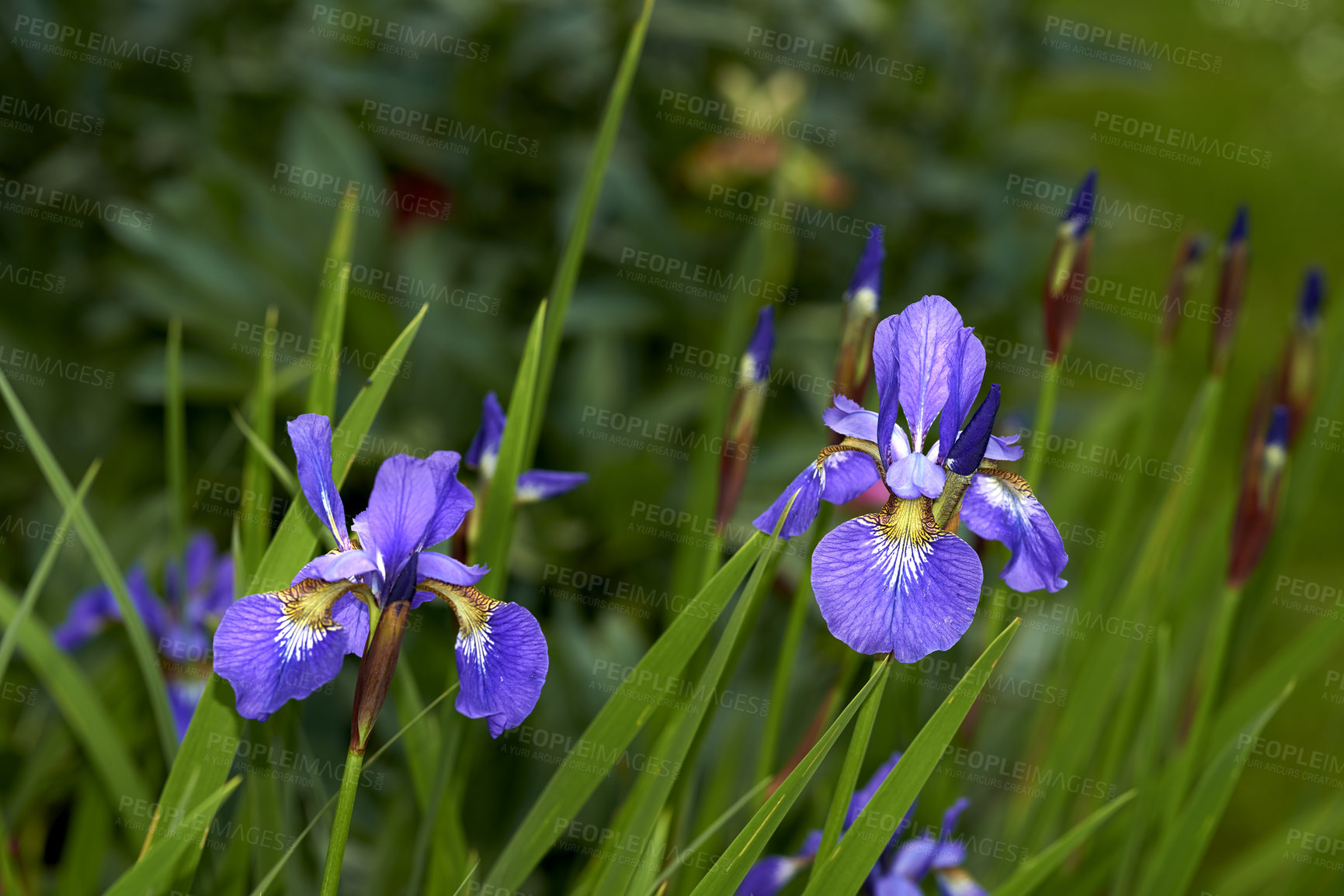 Buy stock photo Closeup of blue iris sibirica growing on green stems or stalks against bokeh background in home garden. Two vibrant herbaceous perennials flowers blossoming and blooming in backyard or remote meadow