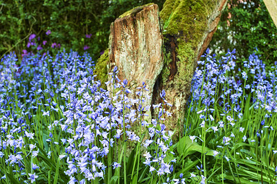 Buy stock photo Colourful bluebell flowers growing around moss covered wooden tree trunk. Blossoming, blooming, flowering blue scilla siberica plants in a serene, peaceful, tranquil private home garden and backyard