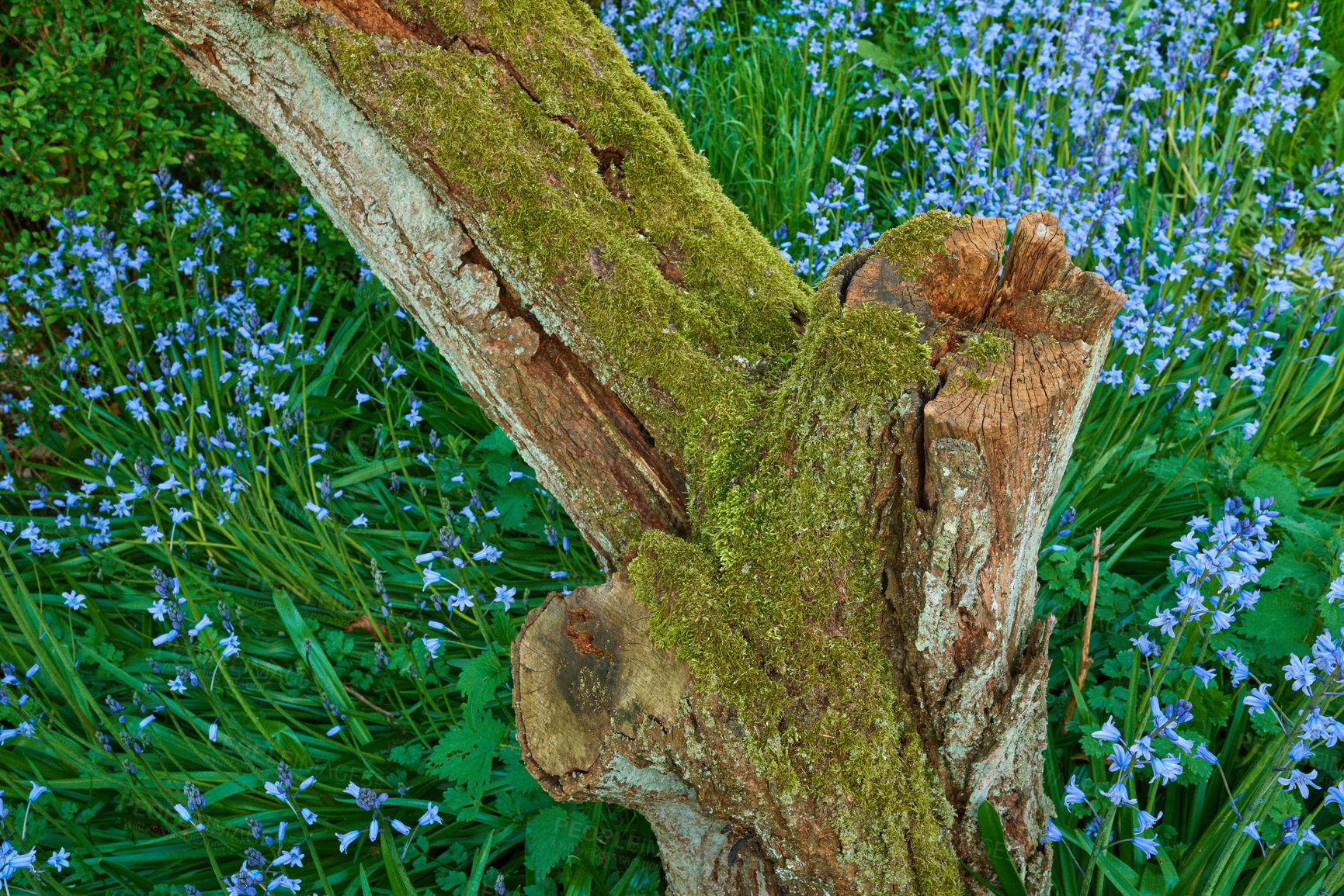 Buy stock photo Closeup of Bluebell growing around a moss covered tree stump in a forest in springtime. Macro details of blue flowers in harmony with nature, tranquil wild flowerbed in a zen, quiet park or jungle 