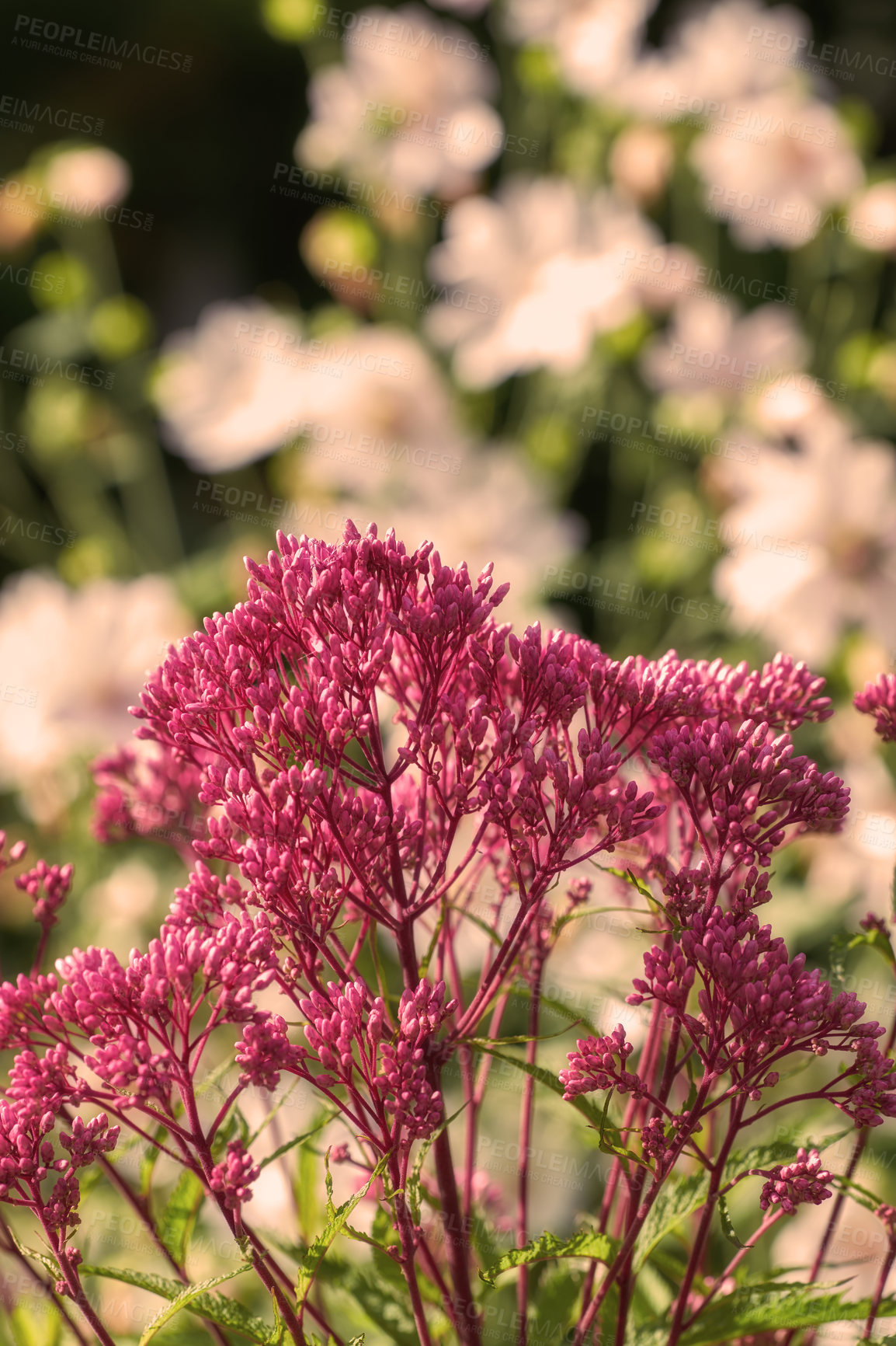 Buy stock photo Spotted Joe Pye Weed flowers growing in a garden with copy space. Closeup of many wildflowers blossoms in outdoor park. Various fragrant or scented flowering plants for backyard decoration