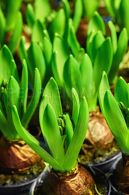 Buy stock photo Closeup of a beautiful crocus plant in a pot. Green lush pollinated flowers with brown stems in a garden or backyard. Group of plants with brown roots blooming and growing during the fall season