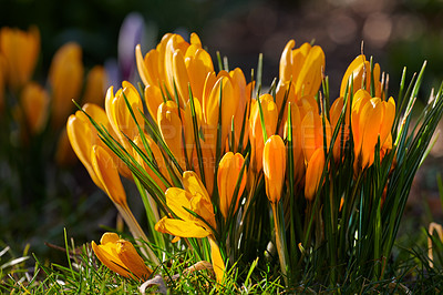 Buy stock photo Bright yellow beautiful Crocus growing nature. Vibrant low growing flowers blooming and blossoming in a forest or woods. Closeup of wild flora or plant during springtime in a remote environment 