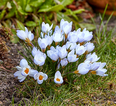 Buy stock photo Silvery or scotch crocus flowering plants grown as decoration in parks and for outdoor landscaping. White flowers growing in grass patched soil in a garden. Beautiful bunch blooming in a backyard.