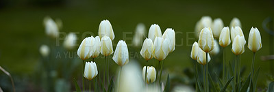 Buy stock photo Tulip flowers growing in a garden or field outdoors. Closeup of a beautiful bunch of flowering plants with white petals and green leaves blooming and blossoming in nature during a sunny day in spring