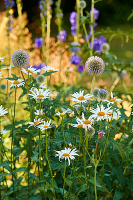 Buy stock photo Closeup of fresh Daisies and Great globe thistle in a garden. A bunch of white and purple flowers on a field, adding to the beauty in nature and peaceful ambience of outdoors, blooms in zen backyard 