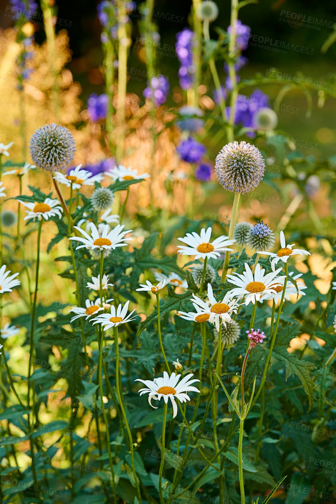 Buy stock photo Closeup of fresh Daisies and Great globe thistle in a garden. A bunch of white and purple flowers on a field, adding to the beauty in nature and peaceful ambience of outdoors, blooms in zen backyard 