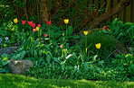 Tulips in my garden