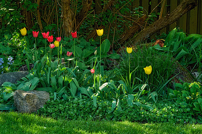 Buy stock photo Red alpendoorn and yellow golden parade tulips growing in a lush garden outdoors. Beautiful flowering plants with long stems symbolizing love and hope blooming and blossoming in nature during spring