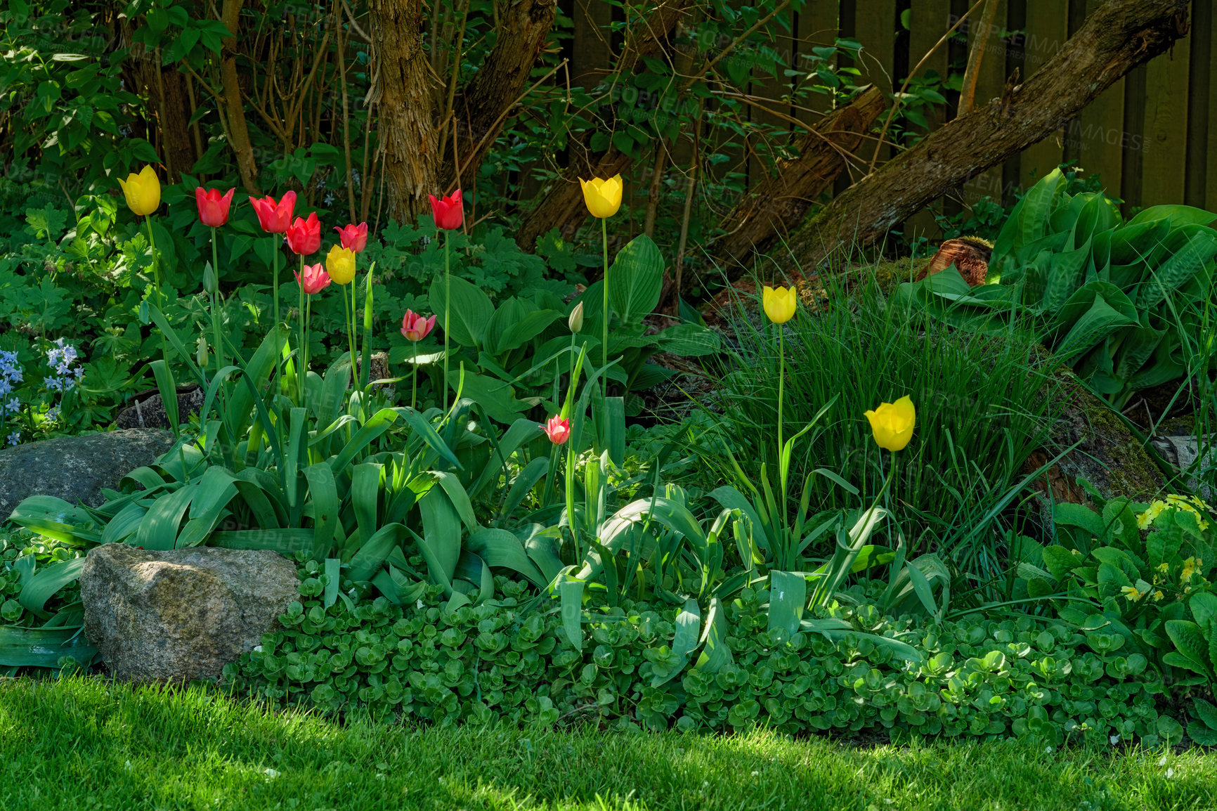 Buy stock photo Red alpendoorn and yellow golden parade tulips growing in a lush garden outdoors. Beautiful flowering plants with long stems symbolizing love and hope blooming and blossoming in nature during spring