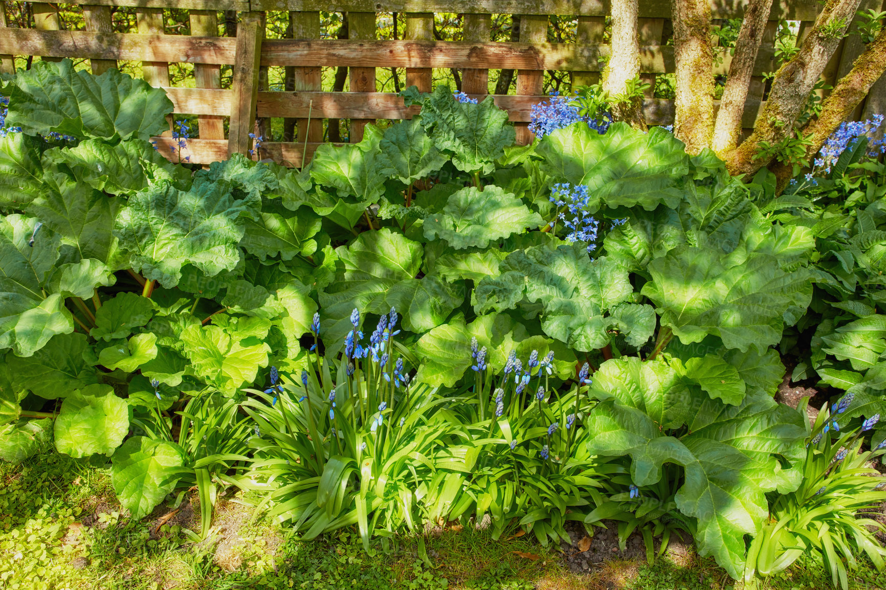 Buy stock photo Closeup of Bluebell growing in a green garden in springtime with a wooden gate background. Macro details of vibrant blue flowers in harmony with nature, tranquil and wild in a zen, quiet backyard 