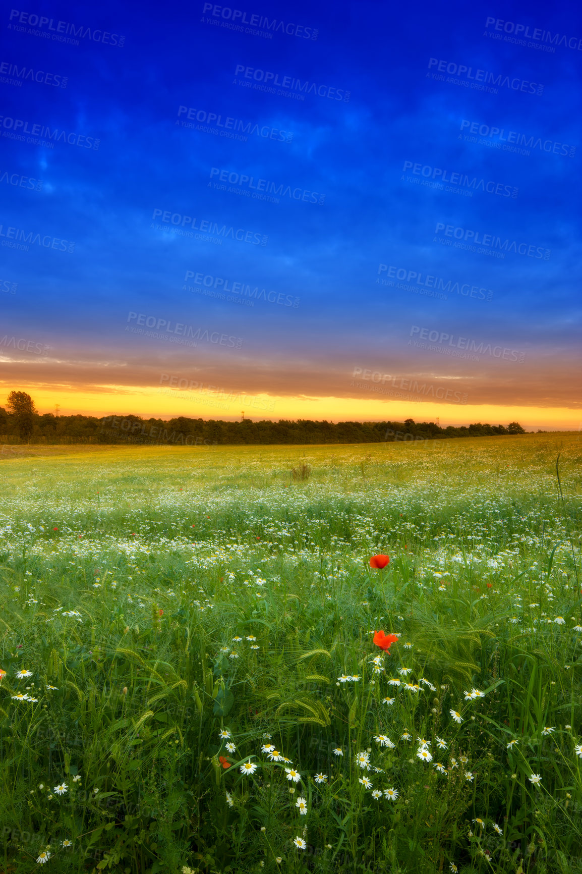 Buy stock photo A photo of sunset in the countryside