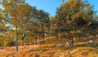 Buy stock photo A flock of sheep outdoors on a farm grazing on pasture, meadow, and grass during Autumn. Animals feeding in nature on farmland close to trees on a sunny day. Livestock on a large piece of land