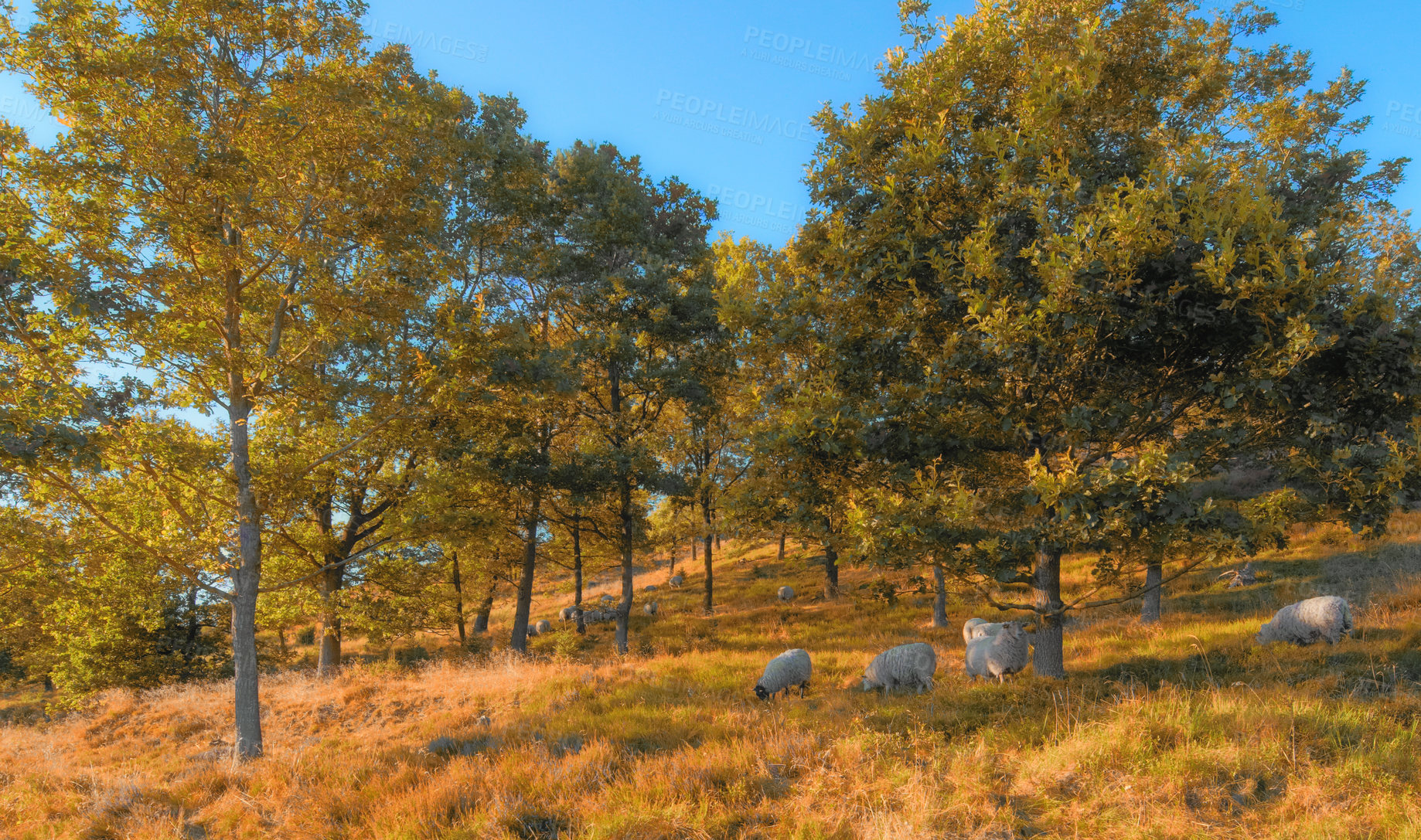 Buy stock photo A flock of sheep outdoors on a farm grazing on pasture, meadow, and grass during Autumn. Animals feeding in nature on farmland close to trees on a sunny day. Livestock on a large piece of land