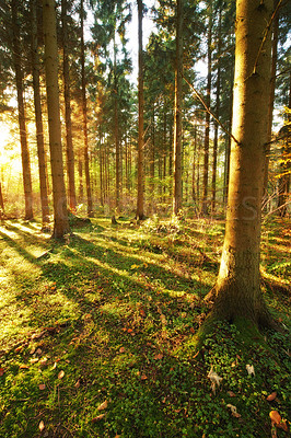 Buy stock photo Autumn - natural background