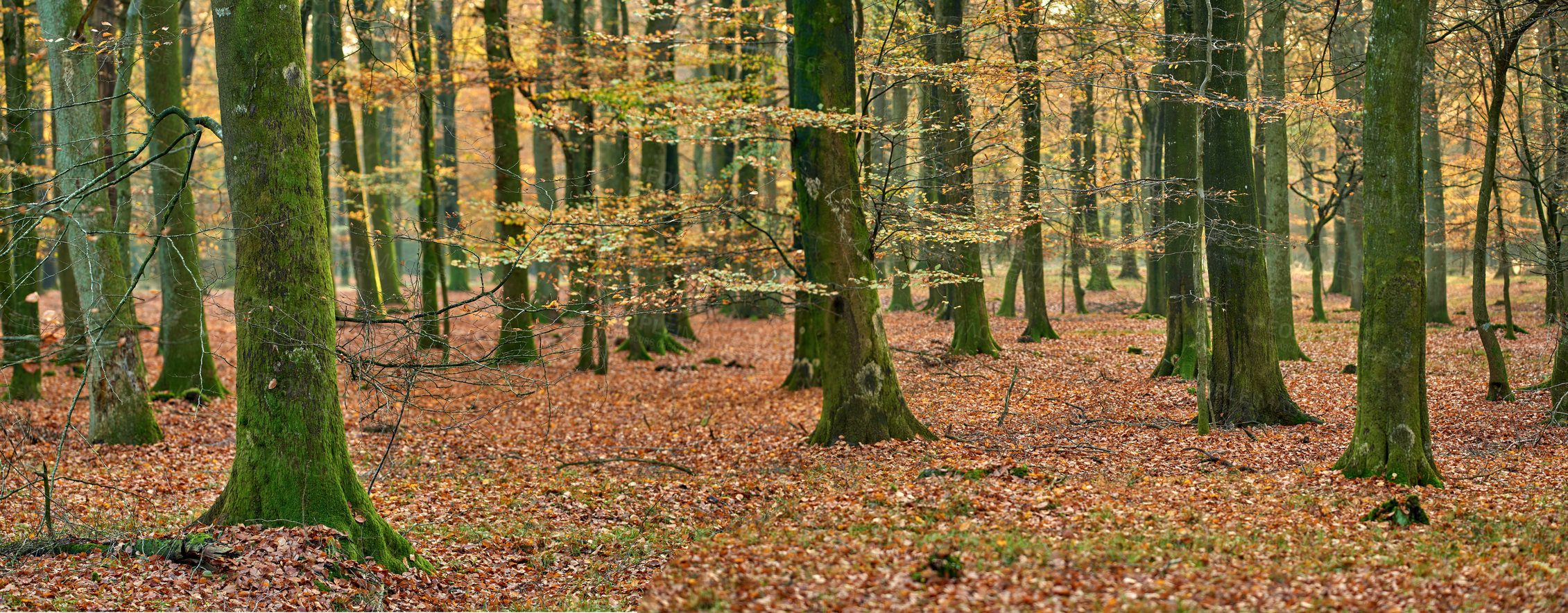 Buy stock photo Forest, autumn and leaves on ground with trees in nature or environment with natural landscape. Tree, outdoor and woods with leaf in fall season with orchard or oak in the park or field with space.