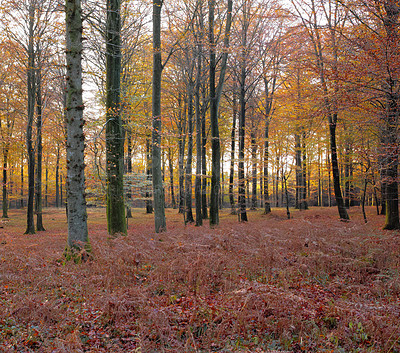 Buy stock photo Landscape view of autumn pine, fir or cedar trees growing in quiet woods in Sweden. Dry red and brown branches and grass in a wild and remote coniferous forest for environmental nature conservation