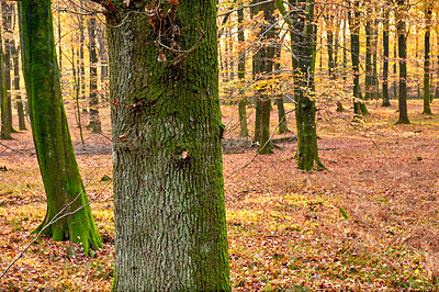 Buy stock photo Autumn - natural background