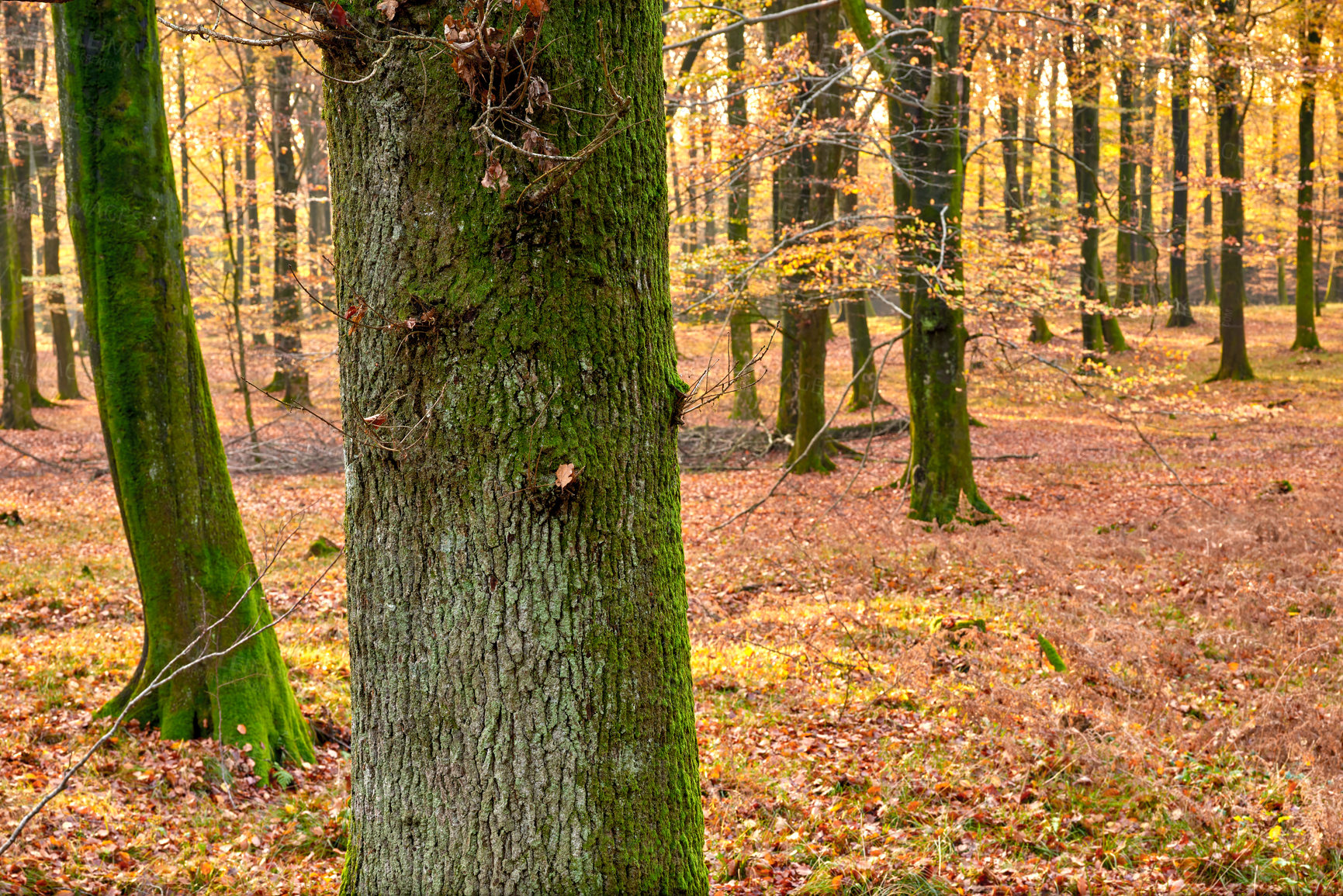 Buy stock photo Autumn - natural background