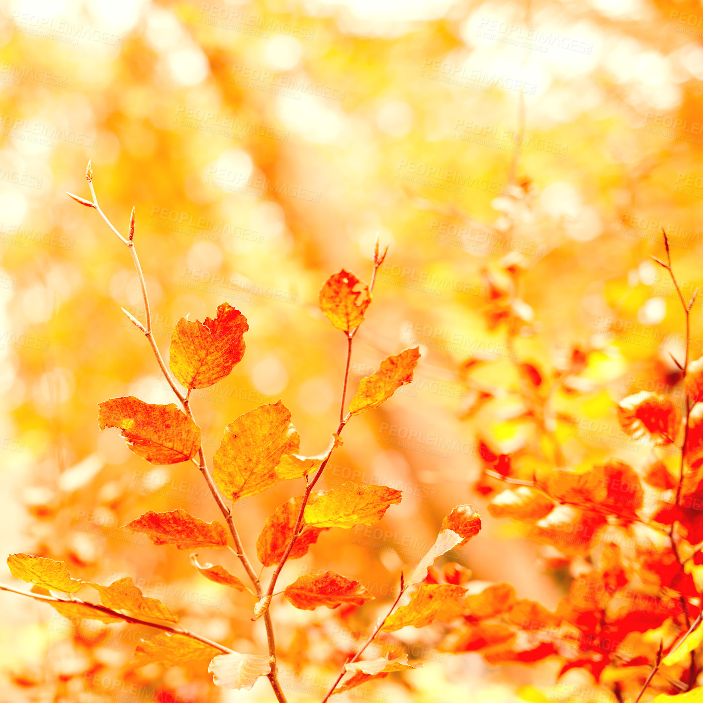 Buy stock photo Closeup of golden colors of autumn against soft sunset light with bokeh and copyspace. Zoom in on leaves growing on a branch in a field or garden. Details, texture and natures beautiful leafy pattern