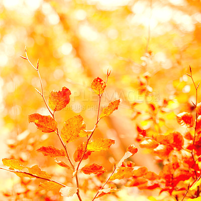 Buy stock photo Closeup of golden colors of autumn against soft sunset light with bokeh and copyspace. Zoom in on leaves growing on a branch in a field or garden. Details, texture and natures beautiful leafy pattern