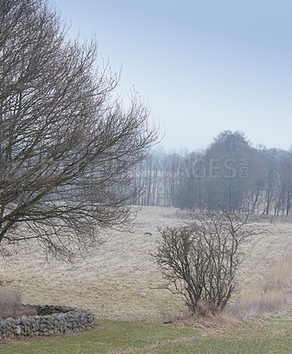 Buy stock photo Leafless trees in a forest in winter on a clear sky with copy space. Landscape of many dry tree branches, grass and lifeless bushes in a wild open eco friendly environment at the end of autumn season