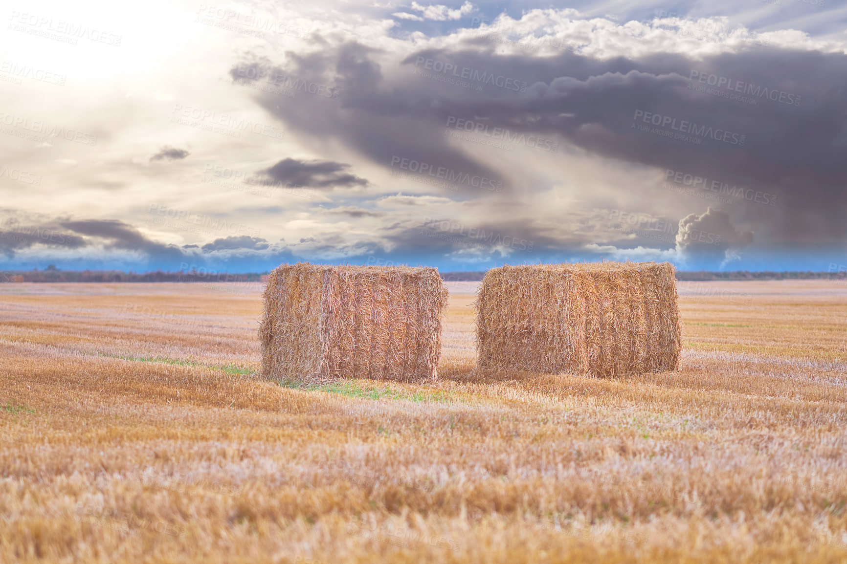 Buy stock photo A photo of a vibrant country field in harvest