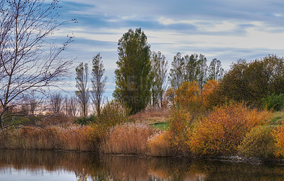 Buy stock photo Colorful autumn forest trees by a river. Beautiful nature landscape of a lake with calm water near lush tree foliage and bushes. Biodiverse forestry with bright yellow, orange and green color leaves