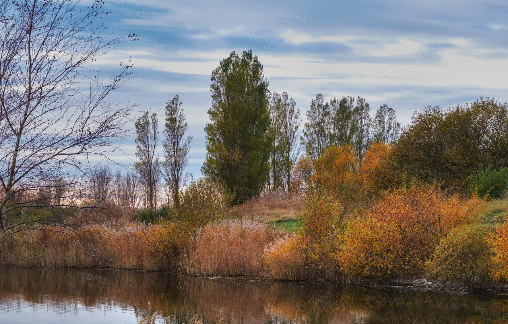 Buy stock photo Colorful autumn forest trees by a river. Beautiful nature landscape of a lake with calm water near lush tree foliage and bushes. Biodiverse forestry with bright yellow, orange and green color leaves