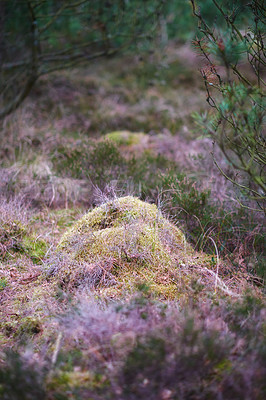 Buy stock photo The forest in late winter - early spring