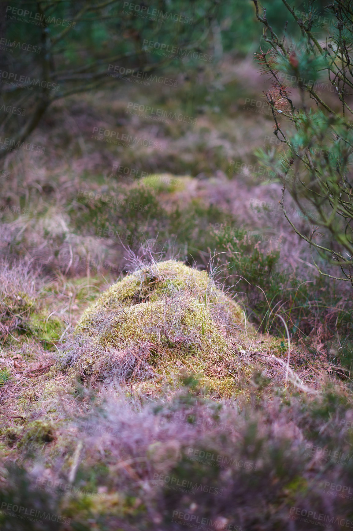 Buy stock photo The forest in late winter - early spring