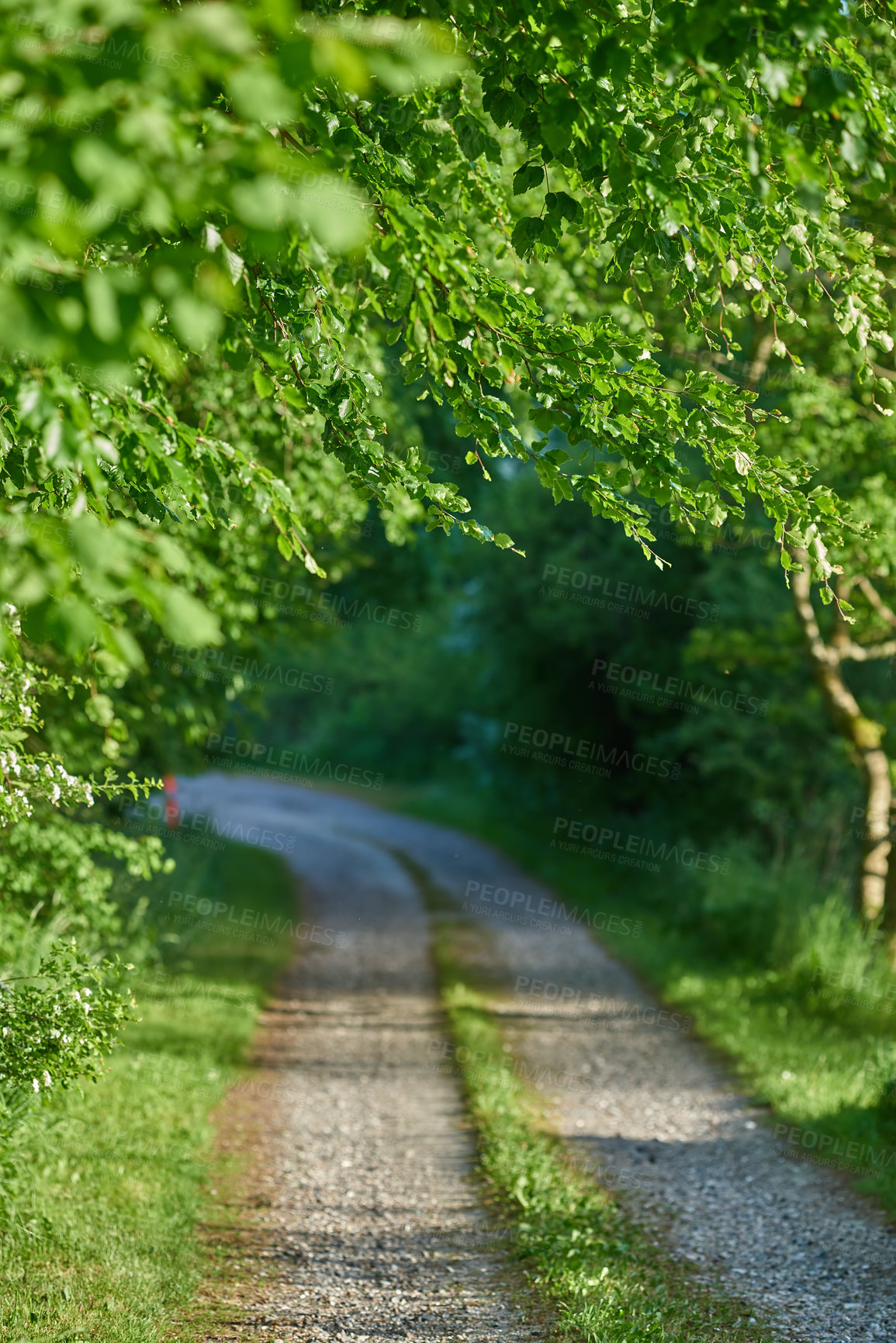 Buy stock photo Dirt road in the forest A photo of green and lush forest in springtime