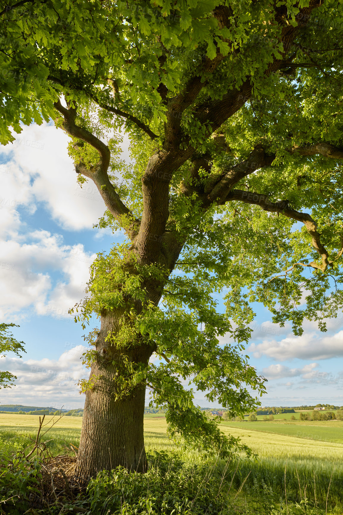 Buy stock photo A photo of green and lush forest in springtime