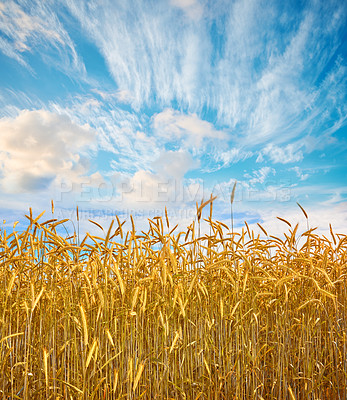 Buy stock photo Agriculture, environment and blue sky with wheat in field for farming, sustainability and growth. Nature, landscape and plant with grain in countryside meadow for ecology, barley harvest and energy