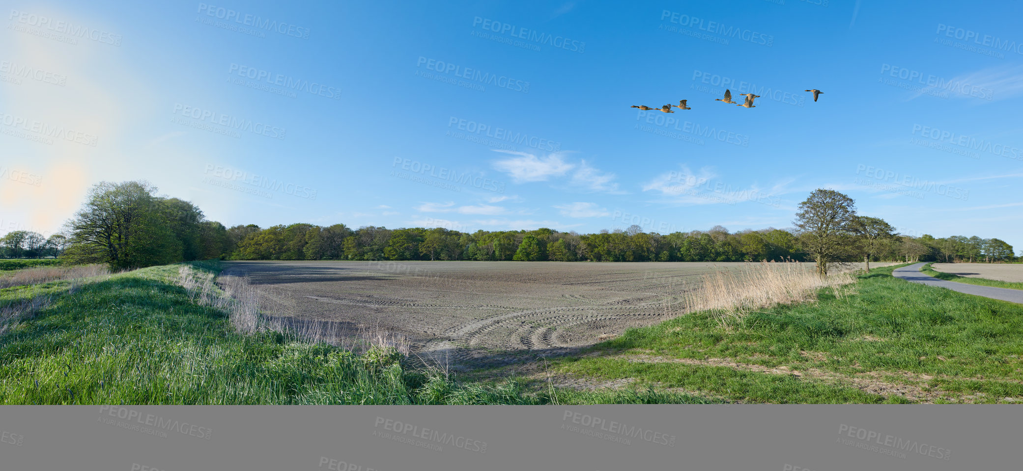 Buy stock photo A flock of geese flying in the countryside in the summertime in Denmark. Beautiful lush green forest in, tall pine forest growing with nature in harmony and copy space, tranquil summer morning sun 