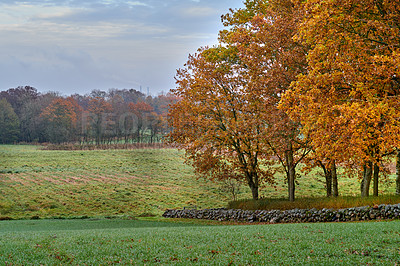 Buy stock photo A photo of a vibrant country field in early autumn