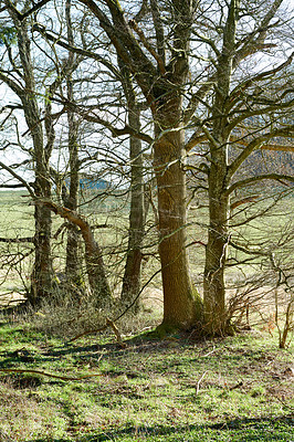 Buy stock photo The forest in late winter - early spring