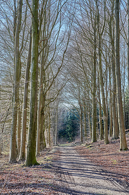 Buy stock photo The forest in late winter - early spring