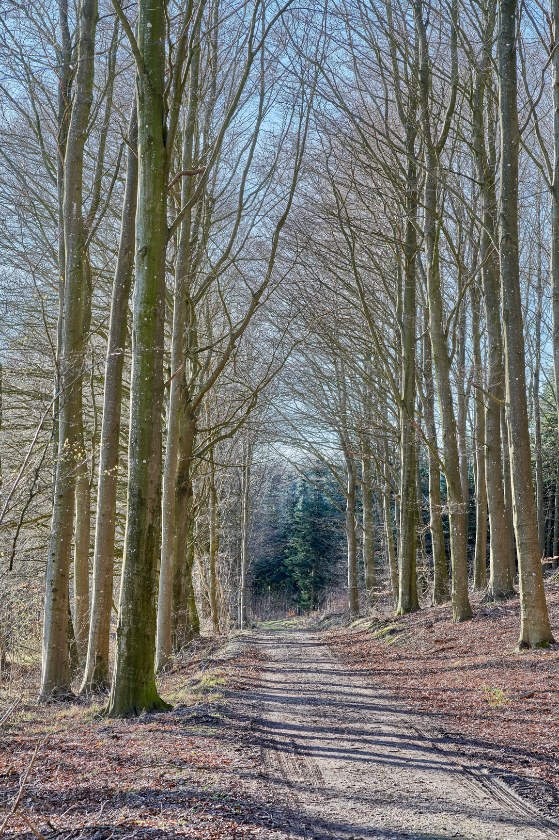 Buy stock photo The forest in late winter - early spring